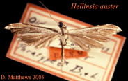 auster