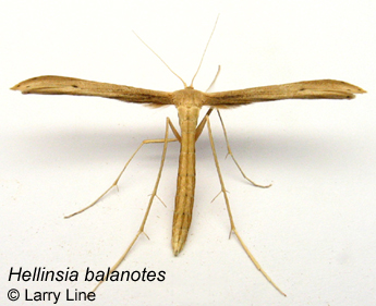 balanotes adult