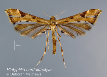 carduidactyla